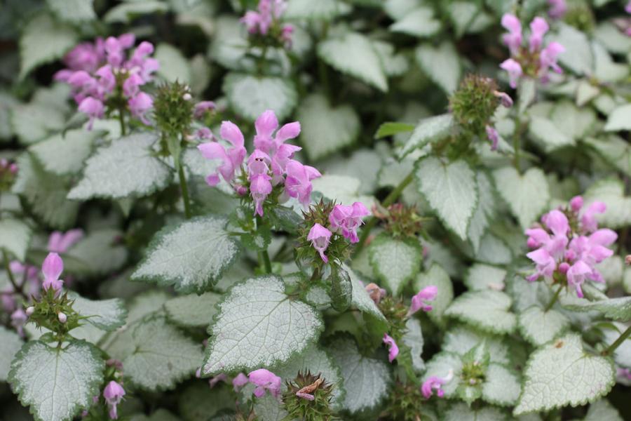 Lamium maculatum Pink Pewter