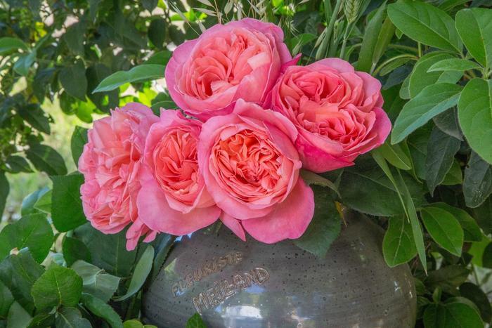 Rosa Hybrid Tea Sweet Mademoiselle™ PP28659