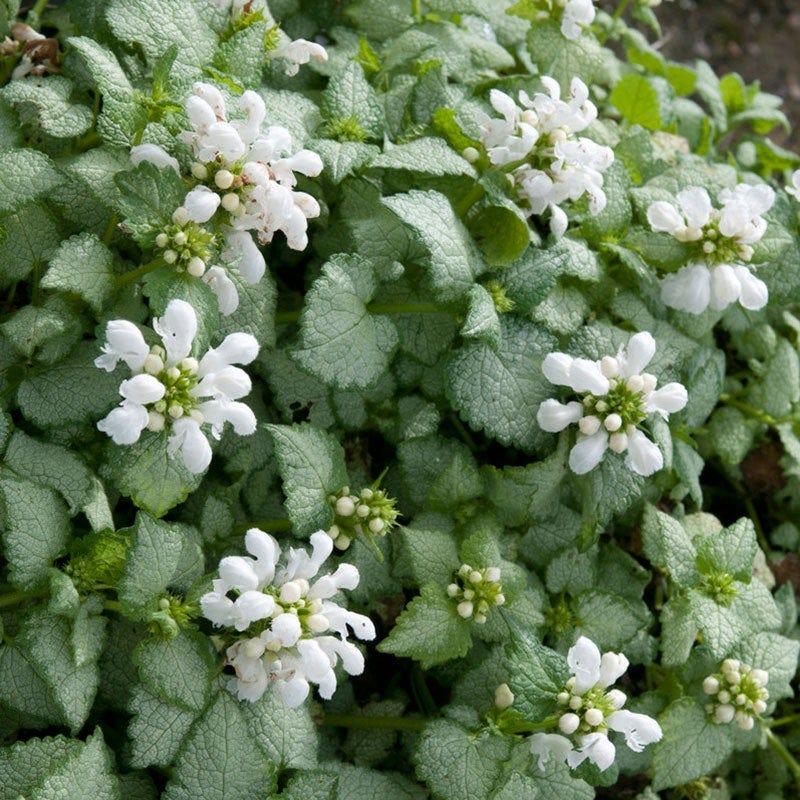 Lamium maculatum White Nancy
