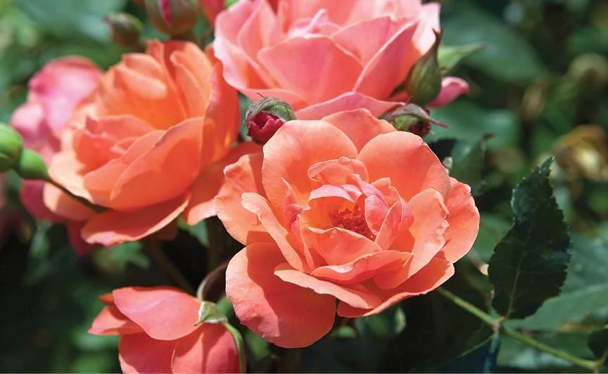 Rosa Shrub Coral Knock Out® PP19803