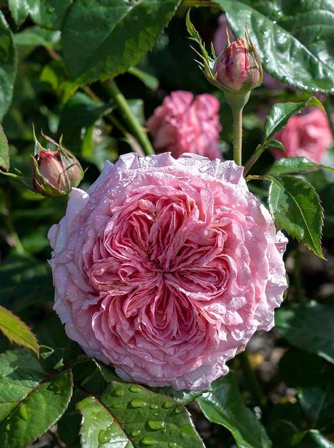 Rosa Hybrid Tea Romantica® Ball Gown™ PP35892