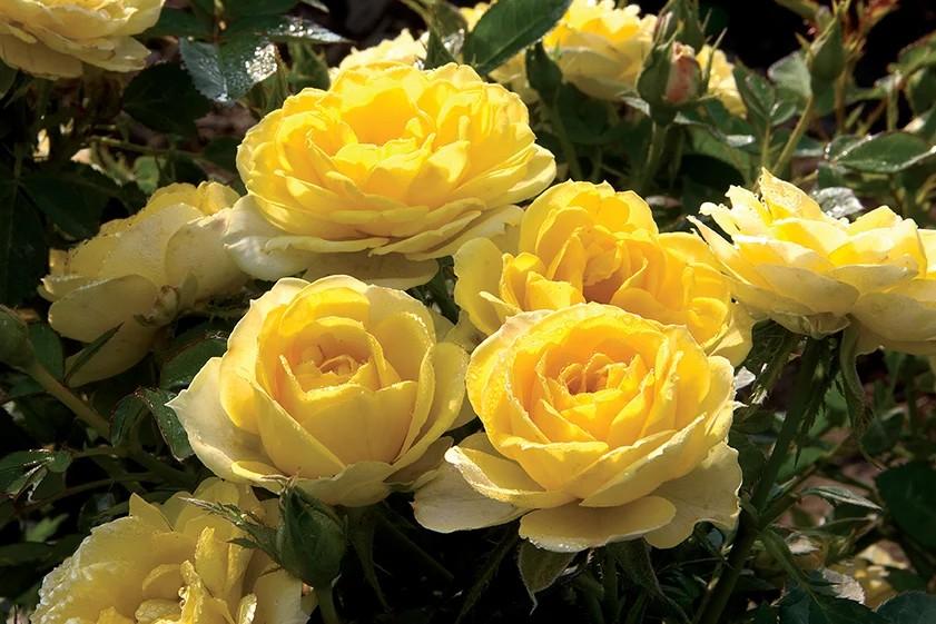 Rosa Mini Yellow Sunblaze® PP14274