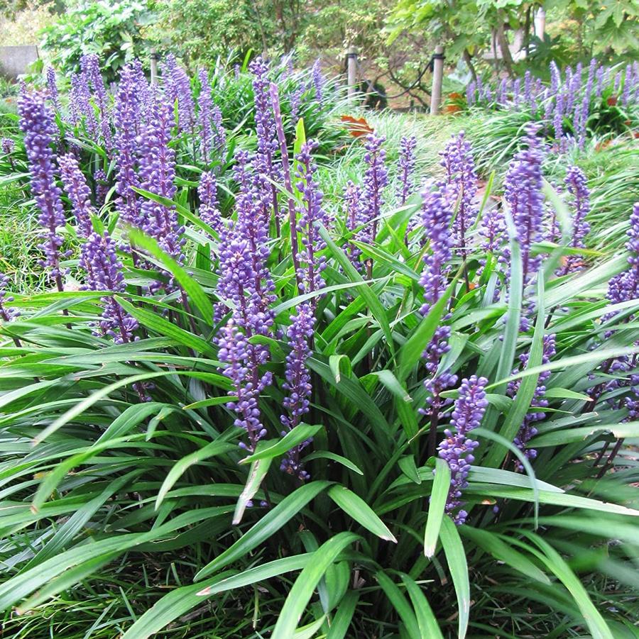 Liriope muscari Big Blue