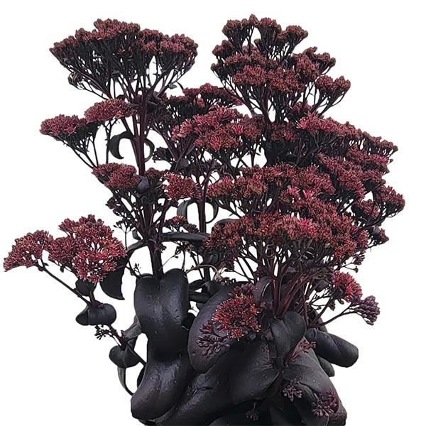 Sedum telephium Cloudburst Burgundy