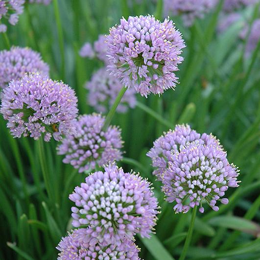 Allium lusitanicum Summer Beauty