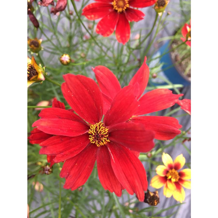 Coreopsis Fall Sensation Vermillion