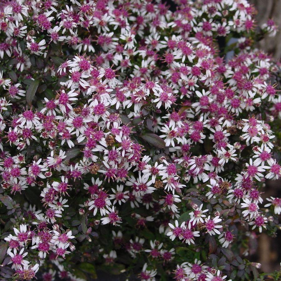 Aster Lady in Black