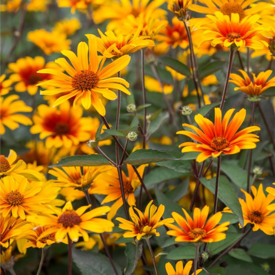Heliopsis helianthoides Burning Hearts