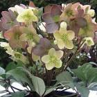 Helleborus Winter Magic™ Candy Love
