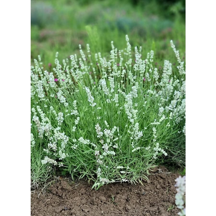 Lavandula angustifolia Big Time White