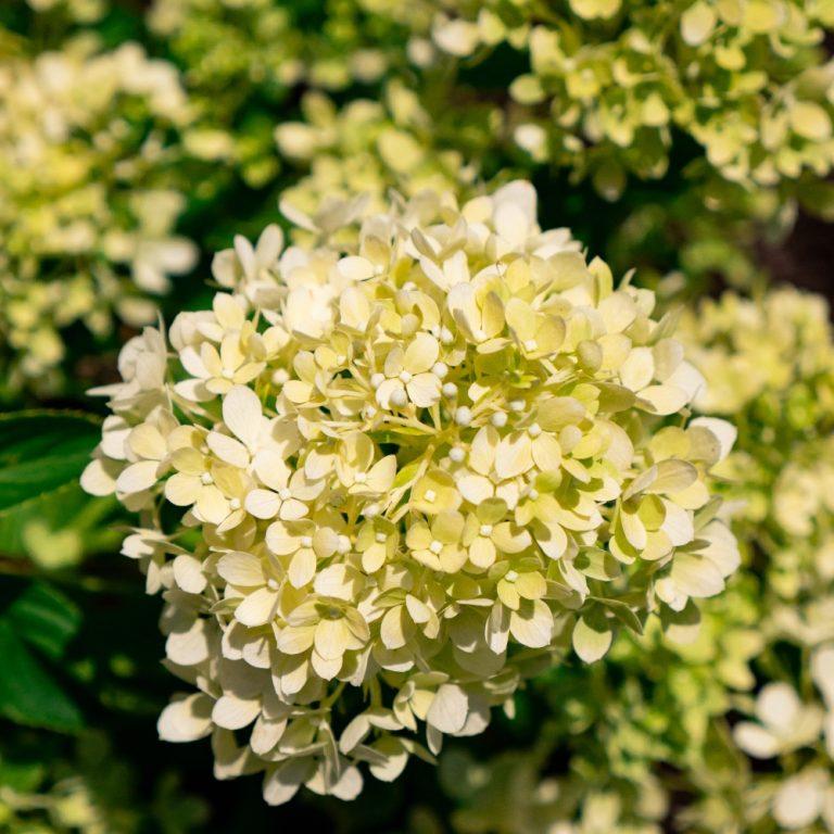 Hydrangea paniculata Bubble Bath™ PP37039