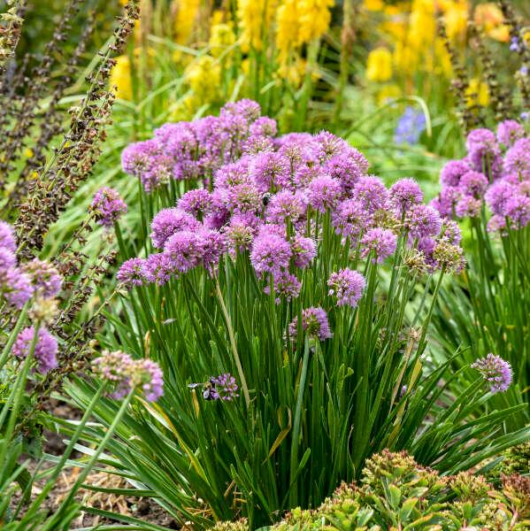 Allium All the Buzz PP37117