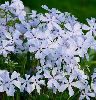 Phlox May Breeze