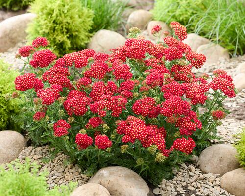 Achillea millefolium Sea Breeze™ Red