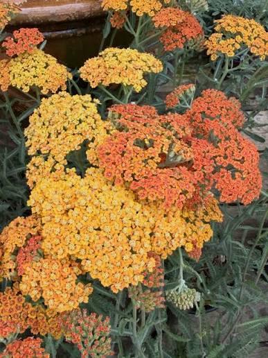Achillea millefolium Sea Breeze™ Salmon