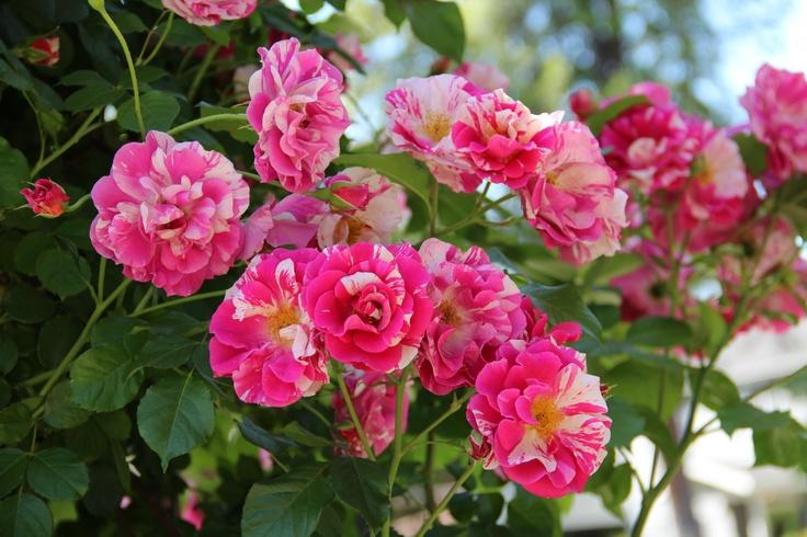 Rosa Climbing Berries & Cream PP10639