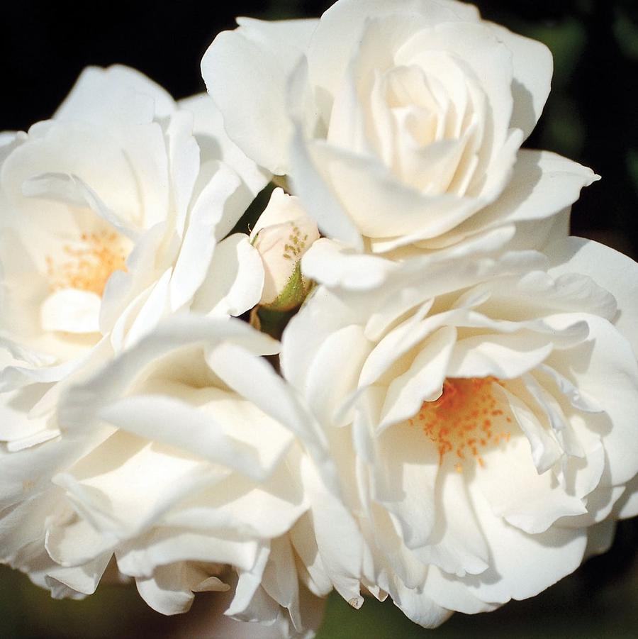 Rose Climbing Climbing Iceberg