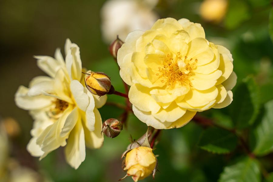 Rose Climbing Lemon Frost™ PP36338