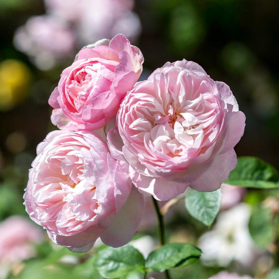 Rose David Austin Gentle Hermione™ PP17500