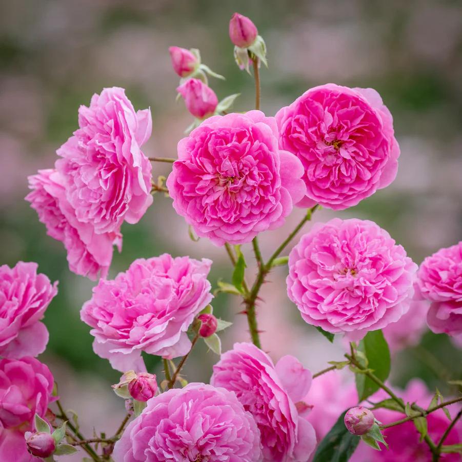 Rosa David Austin Harlow Carr®