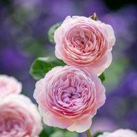 Rosa David Austin Queen Of Sweden®