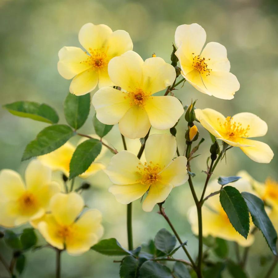 Rose David Austin Tottering-by-Gently
