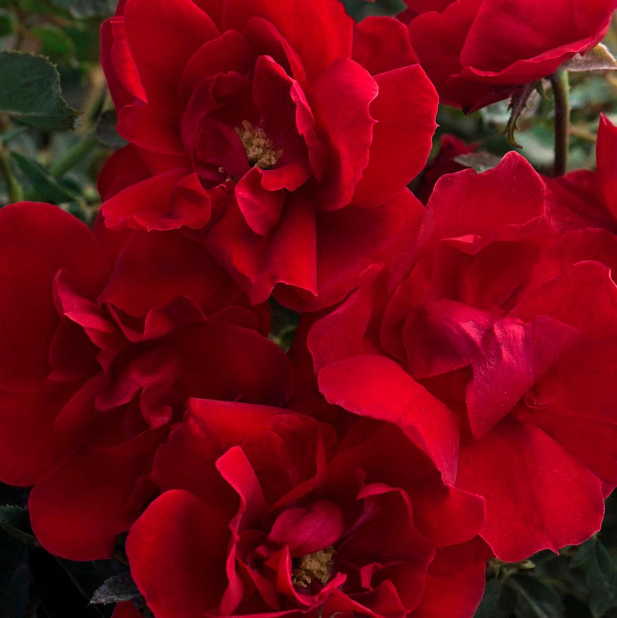 Rosa Floribunda Brick House&reg; Brick House® PP30141