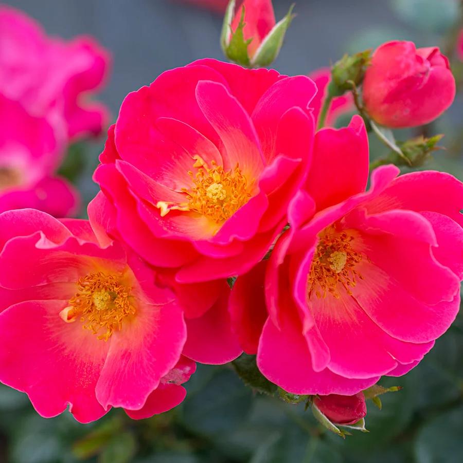 Rosa Floribunda Brick House&reg; Pink Brick House™ PPAF