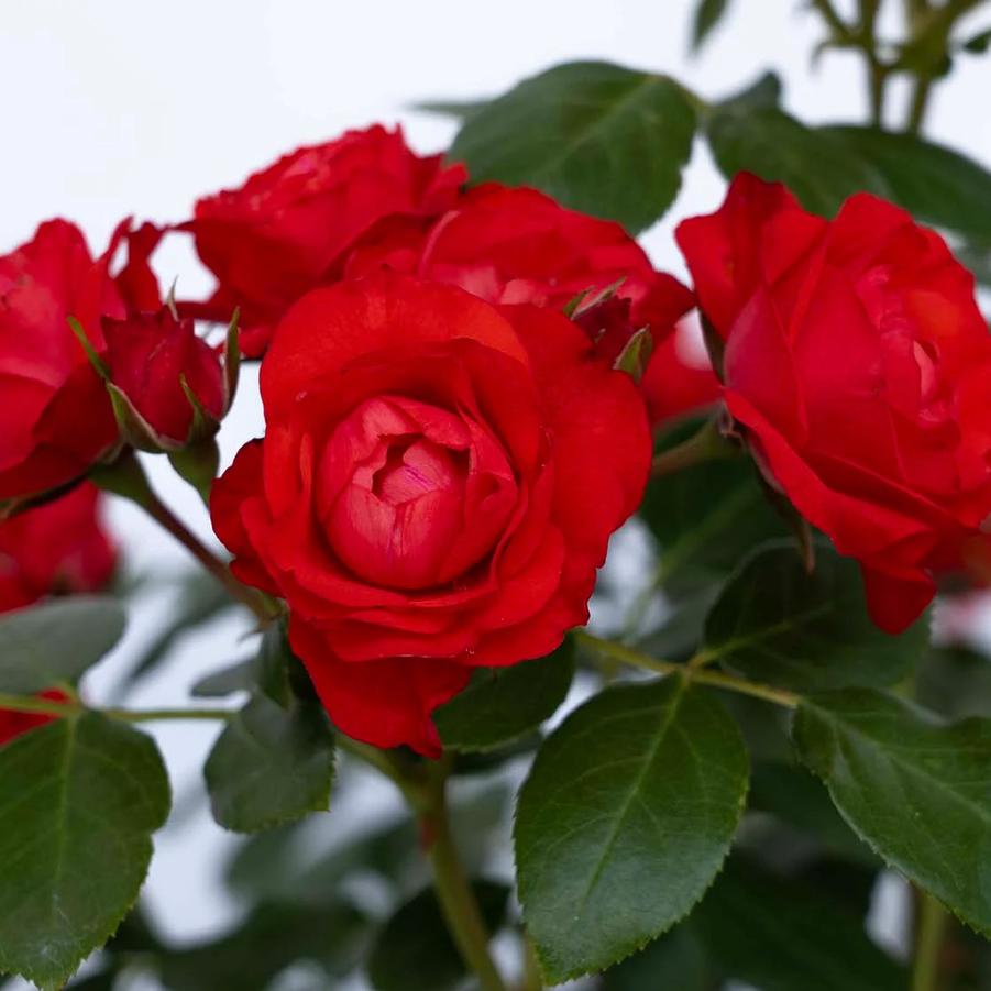 Rosa Floribunda Brick House&reg; Brick House® Orange PP36973