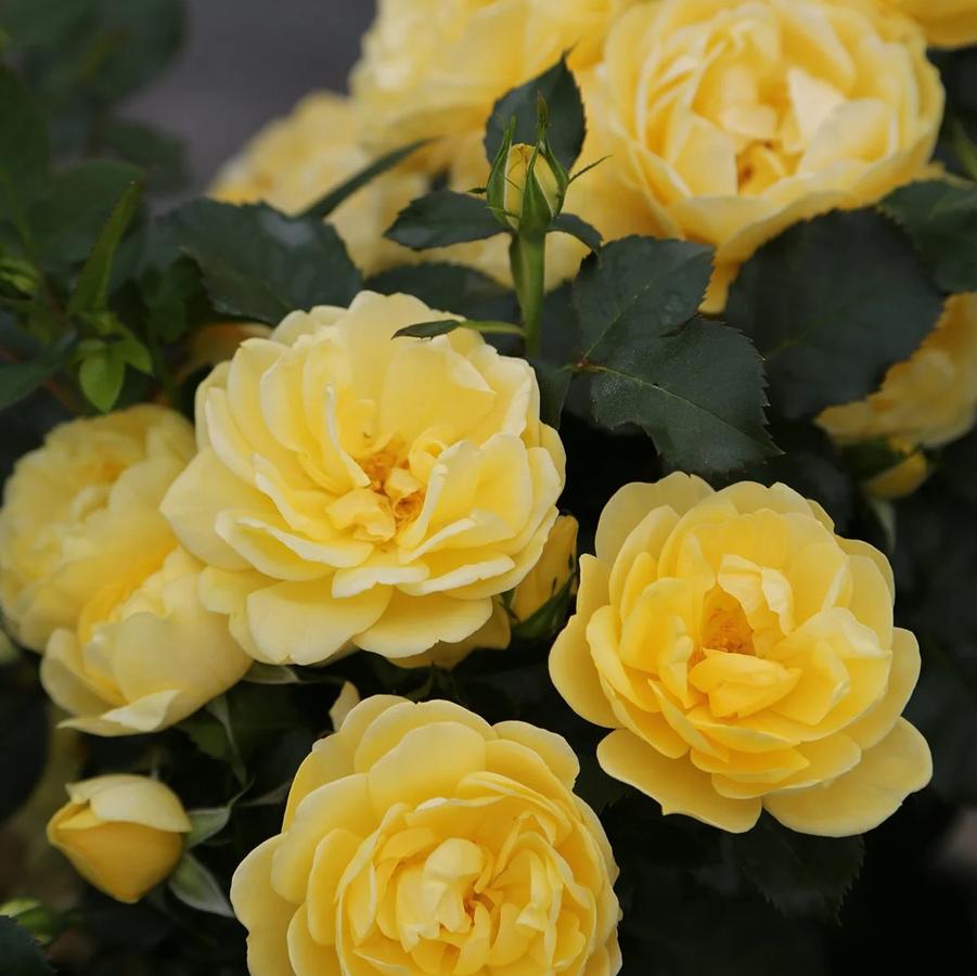 Rose Floribunda Brick House® Yellow PPAF