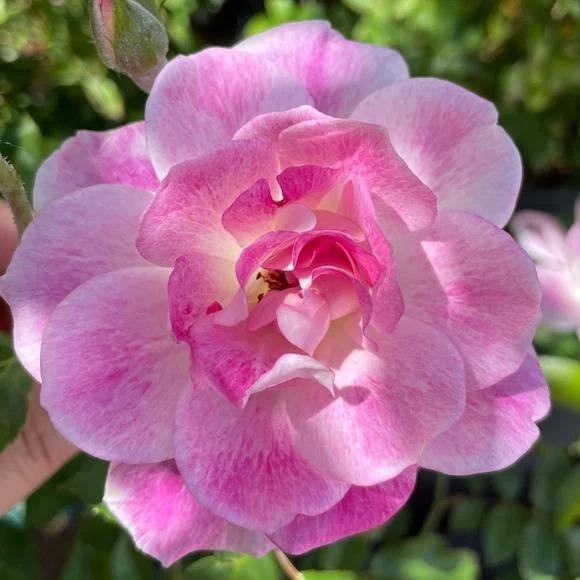 Rosa Floribunda Brilliant Pink Iceberg PPAF