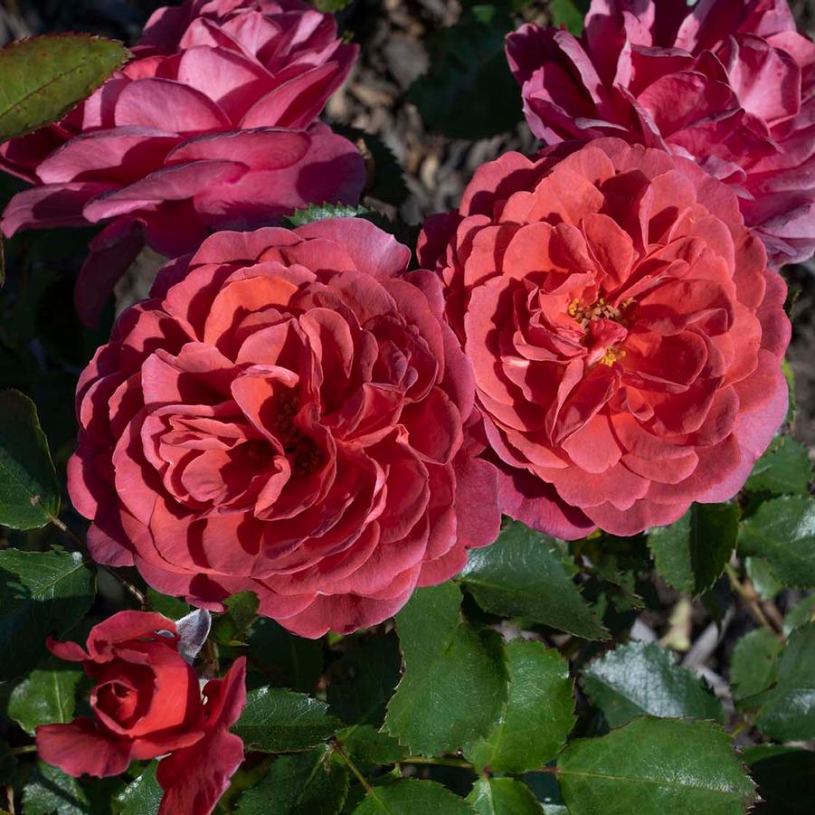 Rosa Floribunda Desert Sky PP36170