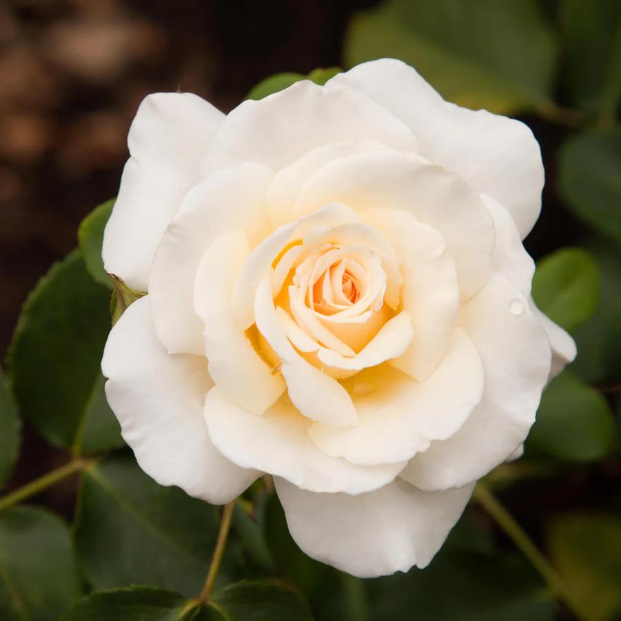 Rosa Floribunda French Lace