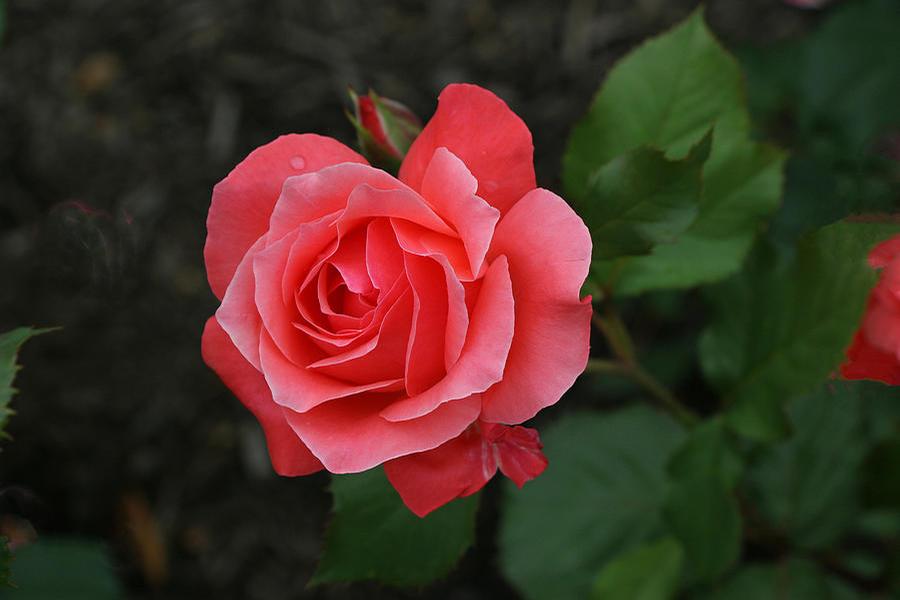 Rosa Grandiflora Camelot