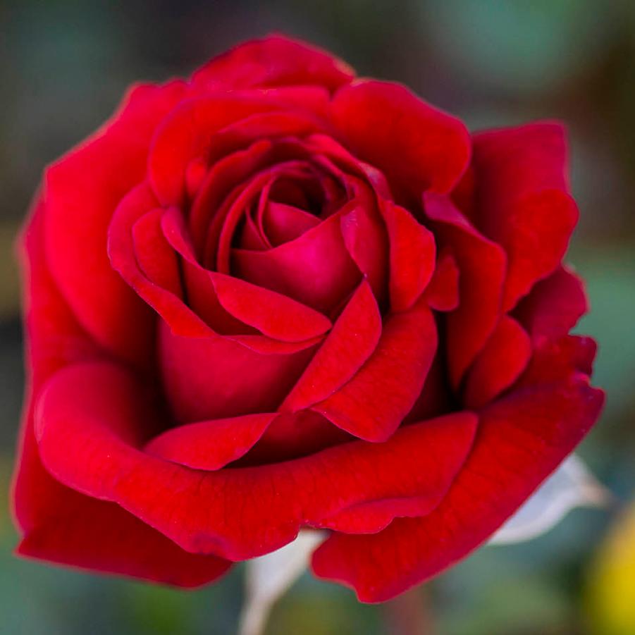 Rosa Grandiflora Crimson Bouquet PP12001