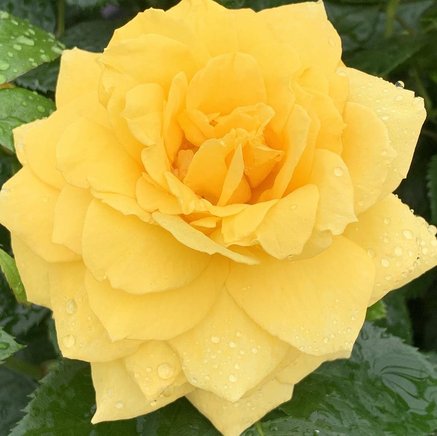 Rose Grandiflora Be Good™ PP37148