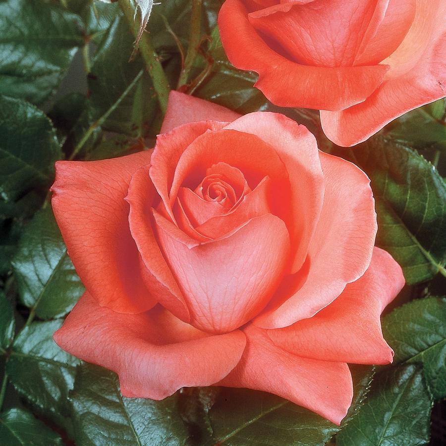 Rosa Grandiflora Lasting Peace™