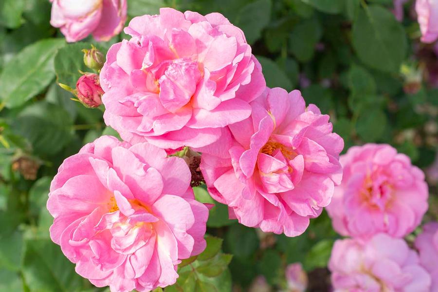 Rosa Grandiflora Sitting Pretty™ PPAF