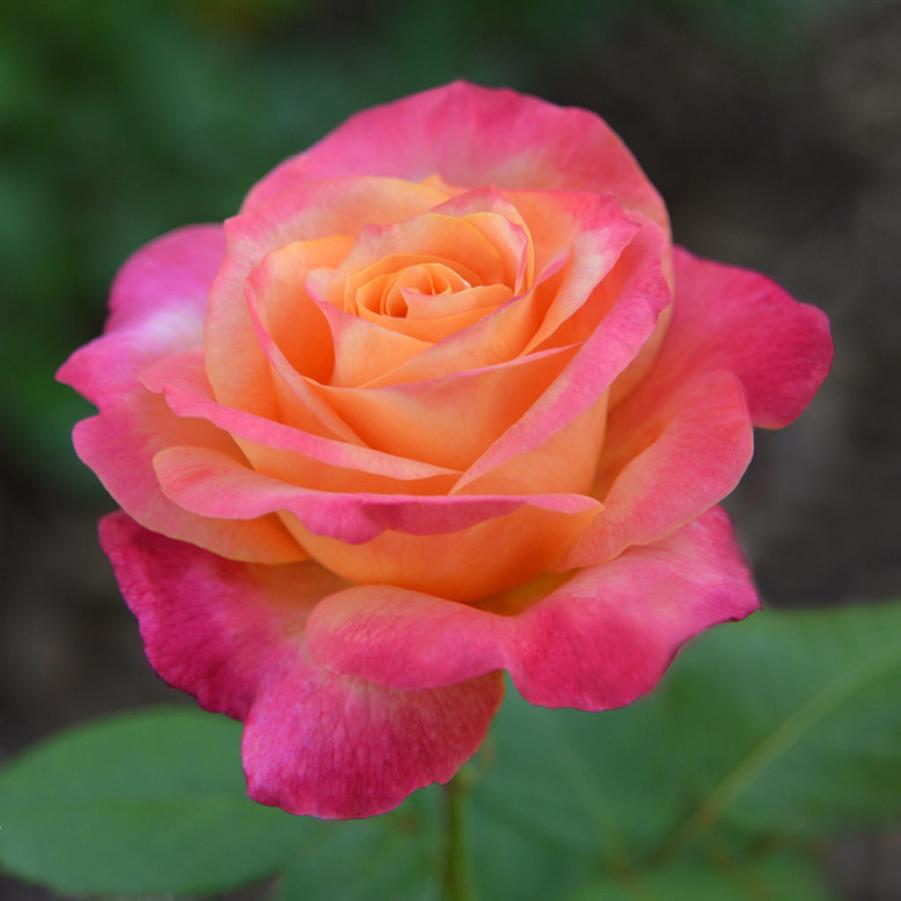 Rose Grandiflora Heart O' Gold PP10713