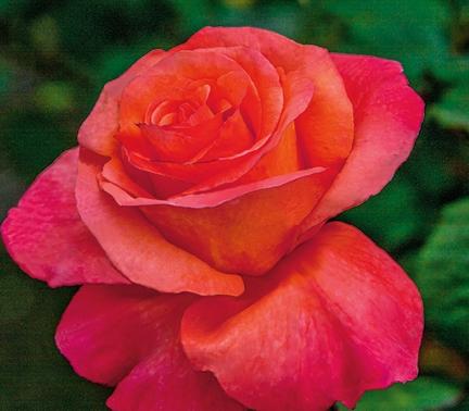 Rose Grandiflora Sundowner