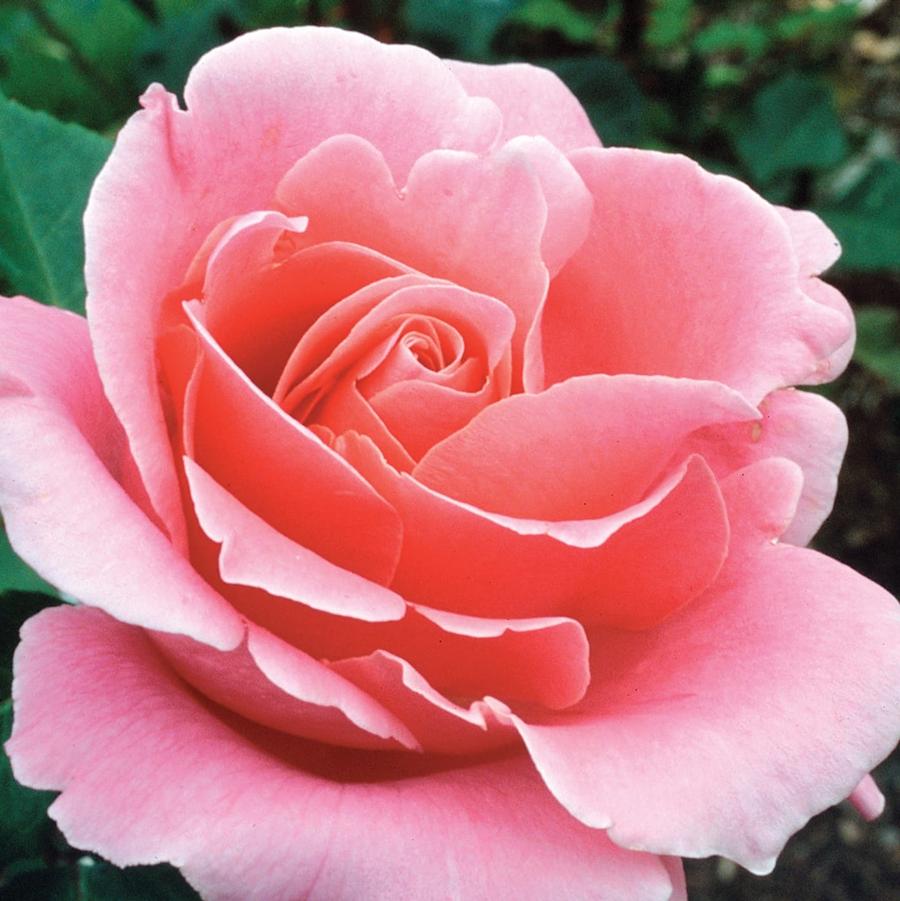 Rosa Hybrid Tea Bewitched
