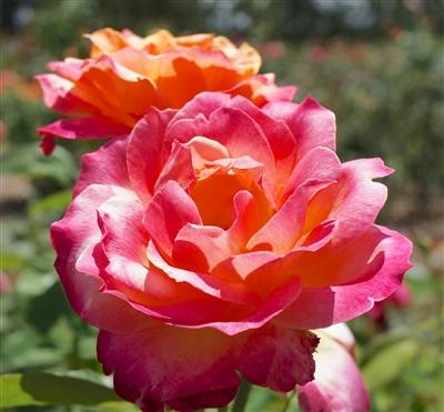 Rosa Hybrid Tea Broadway
