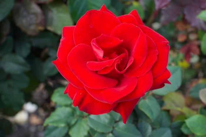 Rose Hybrid Tea Dreaming of You™