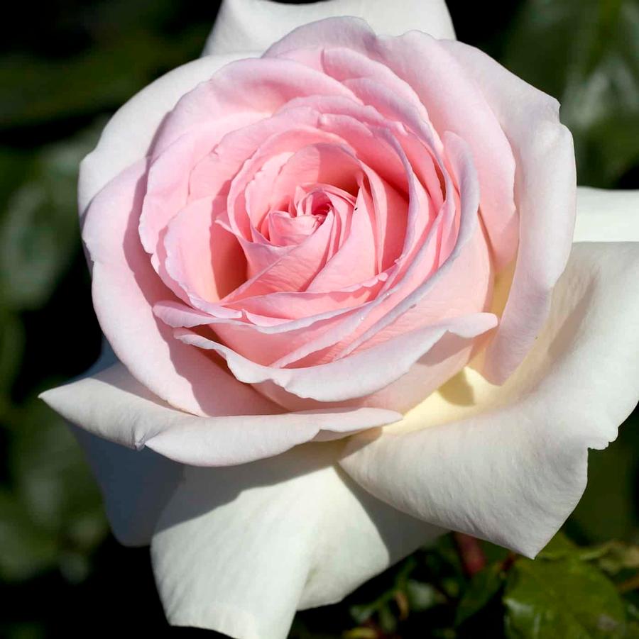 Rosa Hybrid Tea Francis Meilland® PP19970
