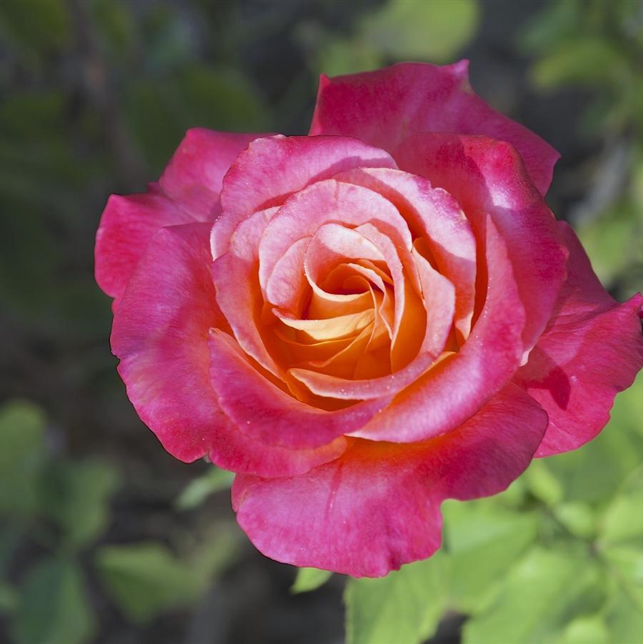 Rosa Hybrid Tea Granada