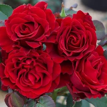 Rose Hybrid Tea Lasting Love PPAF