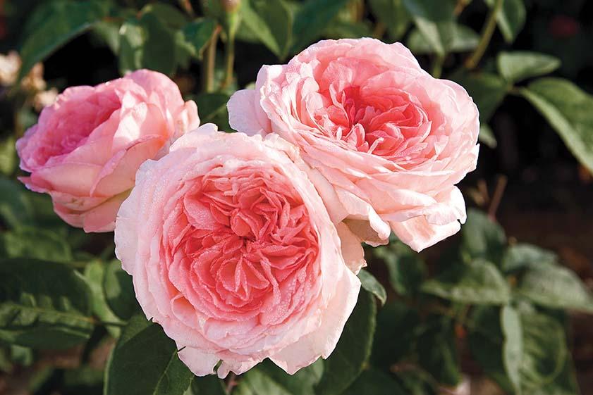 Rosa Hybrid Tea Liv Tyler™ PP13860