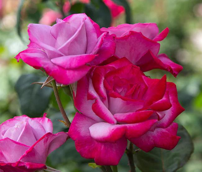 Rosa Hybrid Tea Paradise