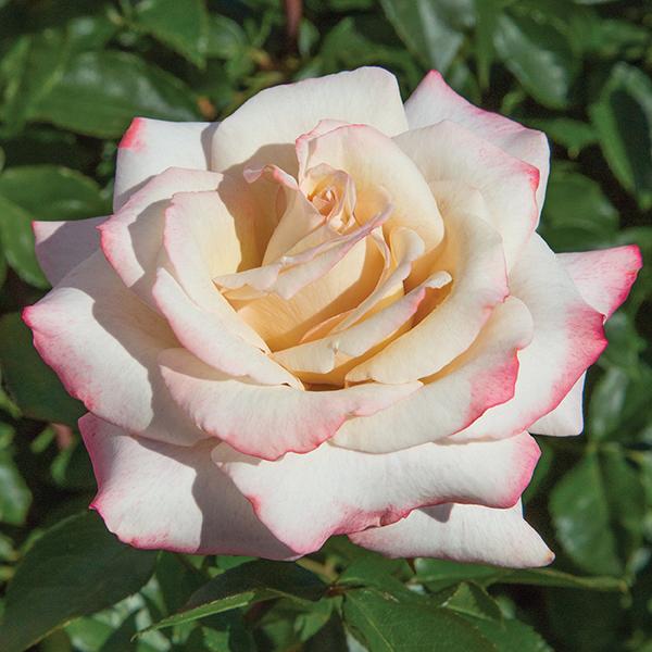Rosa Hybrid Tea Pinkerbelle™ PPAF