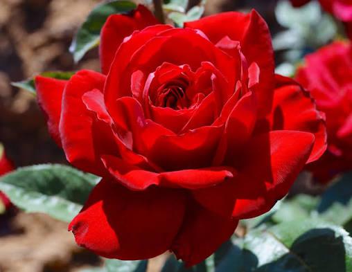 Rose Hybrid Tea Peak Performance
